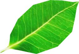 Little Leaf