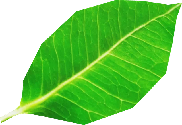Little Leaf