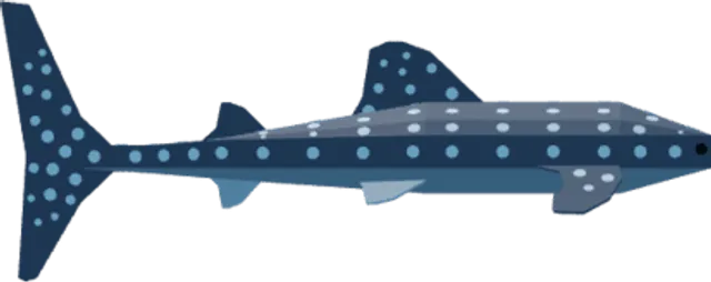 Whale Shark Boat